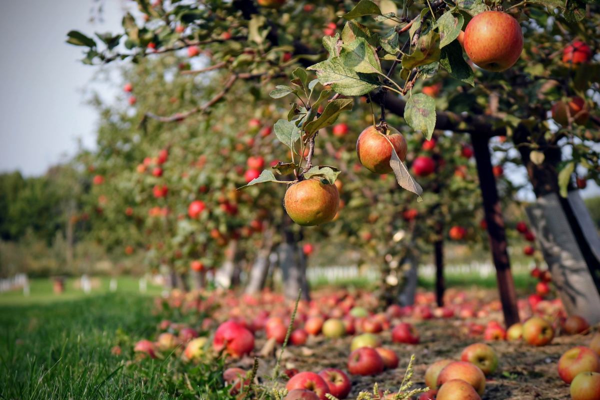 Según un estudio: Esta es la fruta típica de España que previene el cáncer - Propiedades manzanas