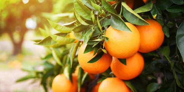 Beneficios naranjas 