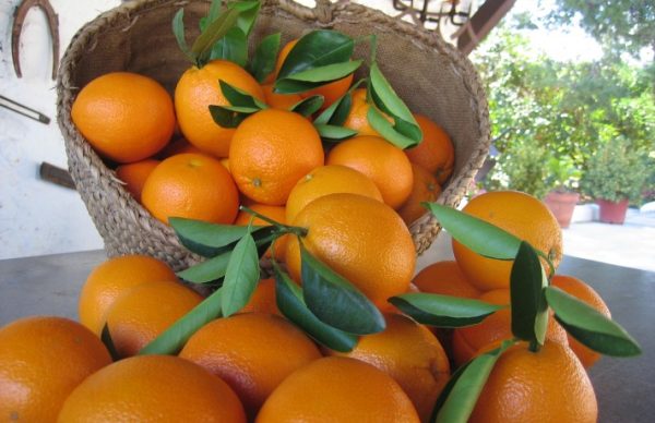 naranjas-valencia